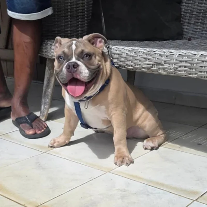 Island Bullies Kennel Kaido - American Bully