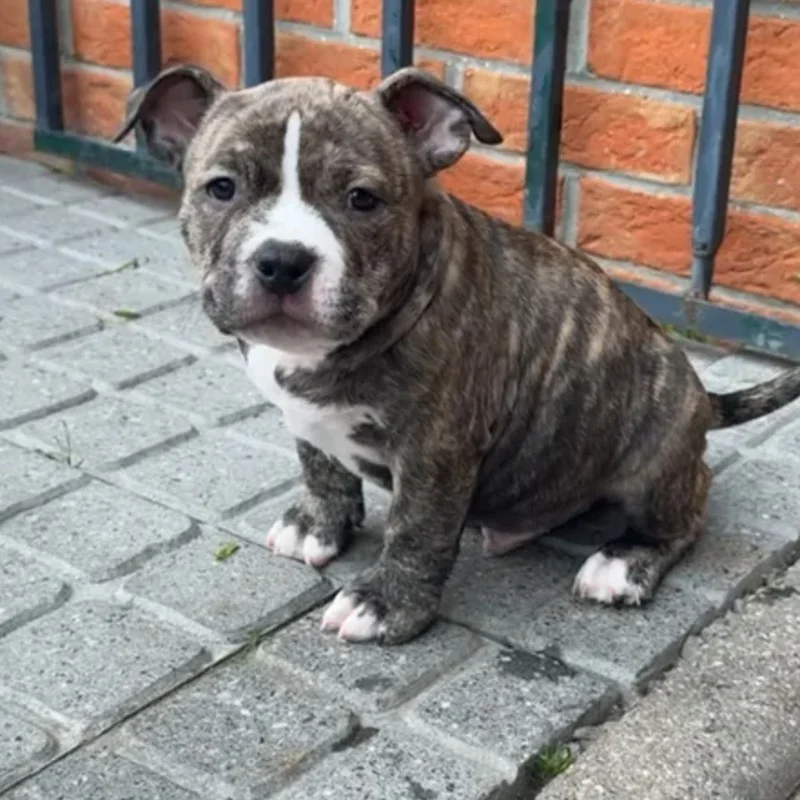 Boss - American Bully