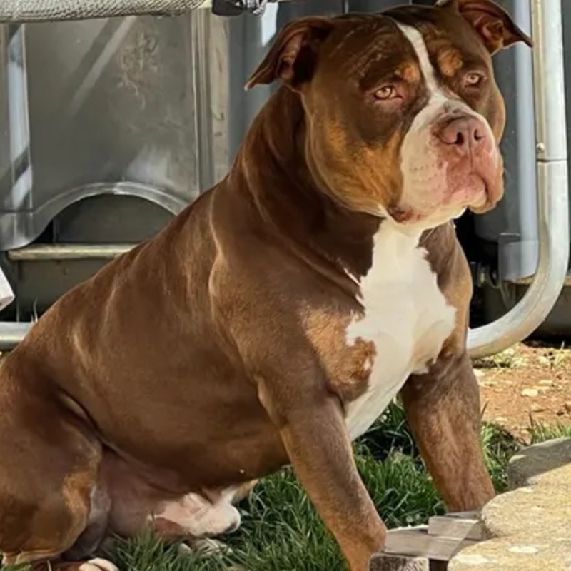 Soza - American Bully