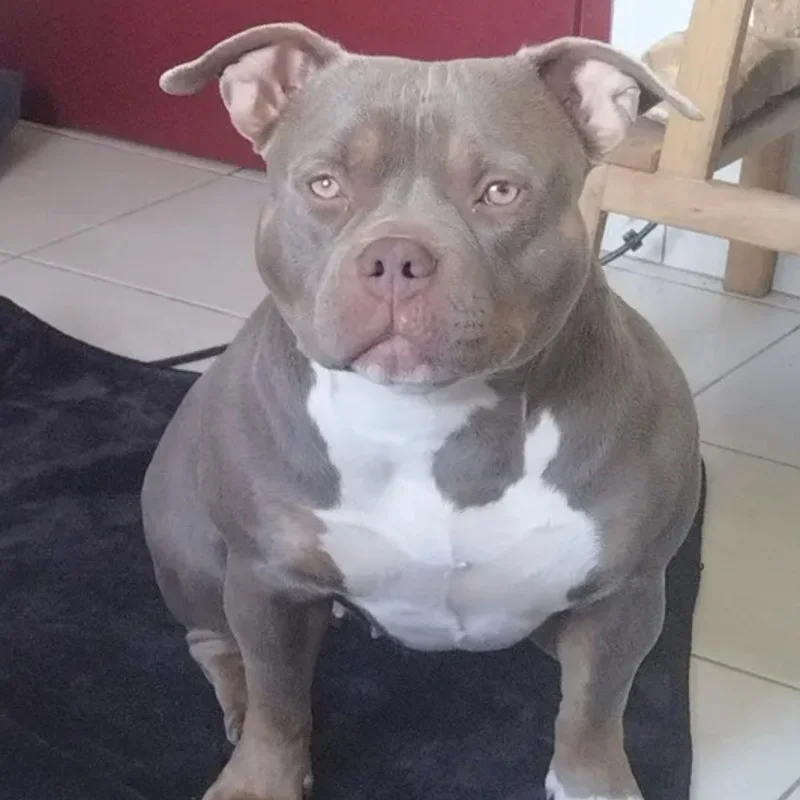 Sinaloa - American Bully