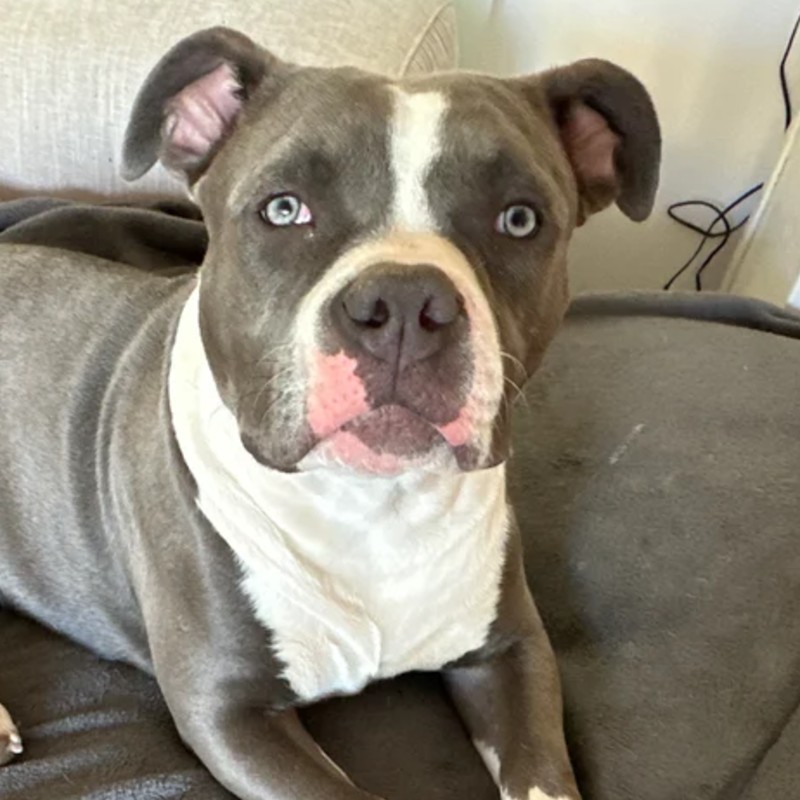 Aka - American Bully