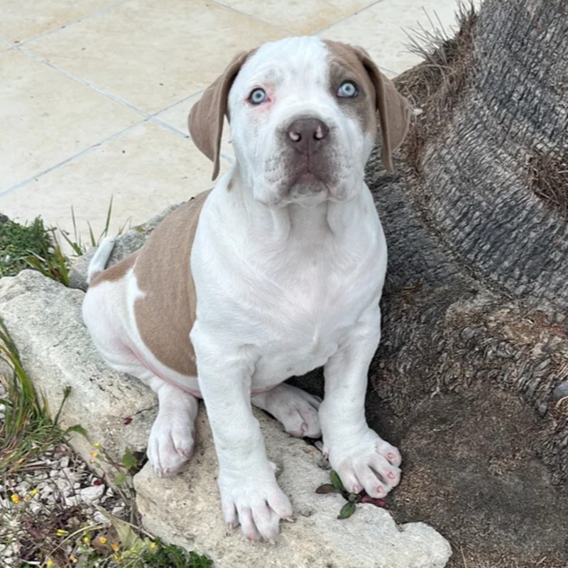 Arès - American Bully