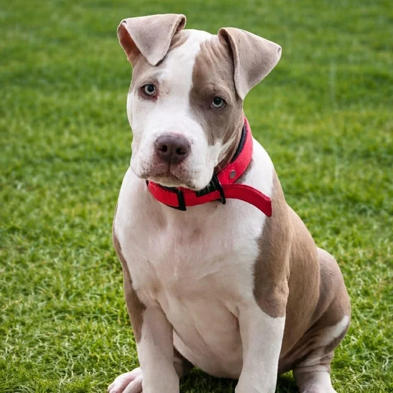 Skybulls Shelby - American Bully