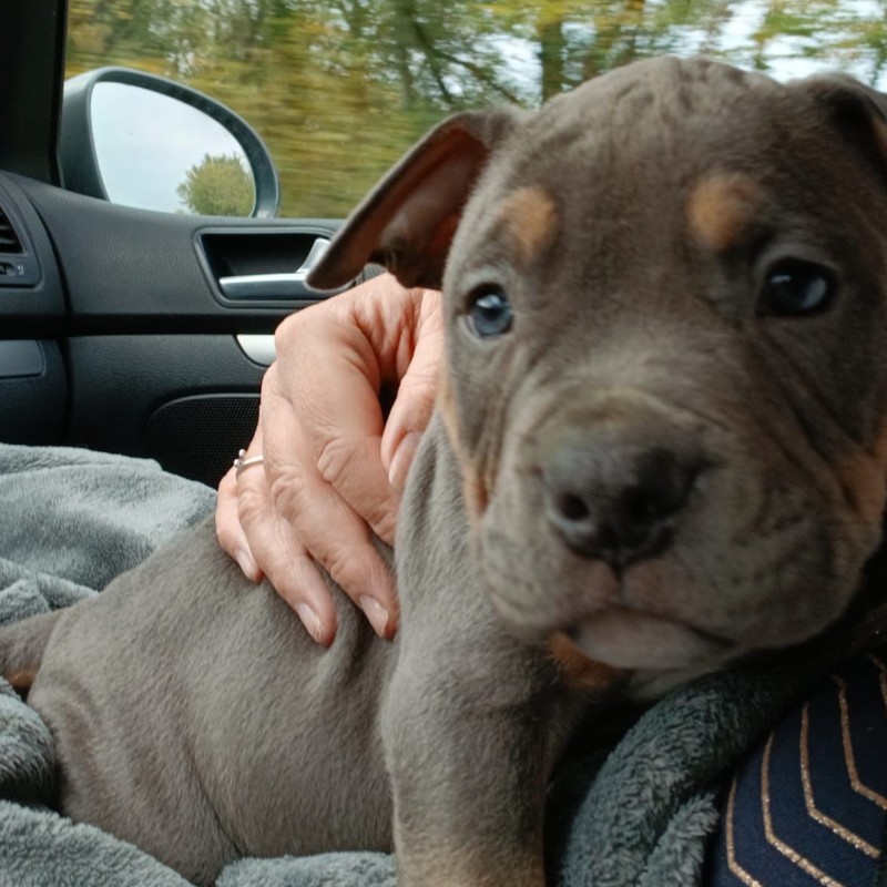 Phoenix Bully's Kennel Koda - American Bully