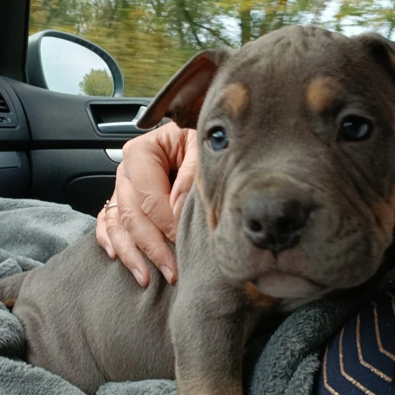 Phoenix Bully's Kennel Koda - American Bully