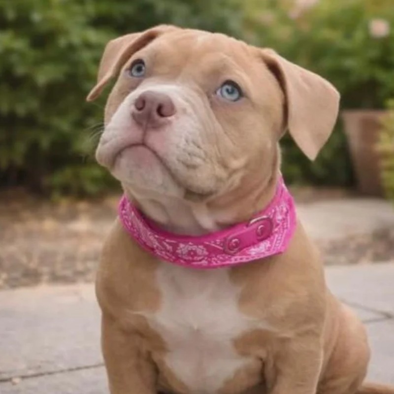 Bakara **PET HOME** - American Bully