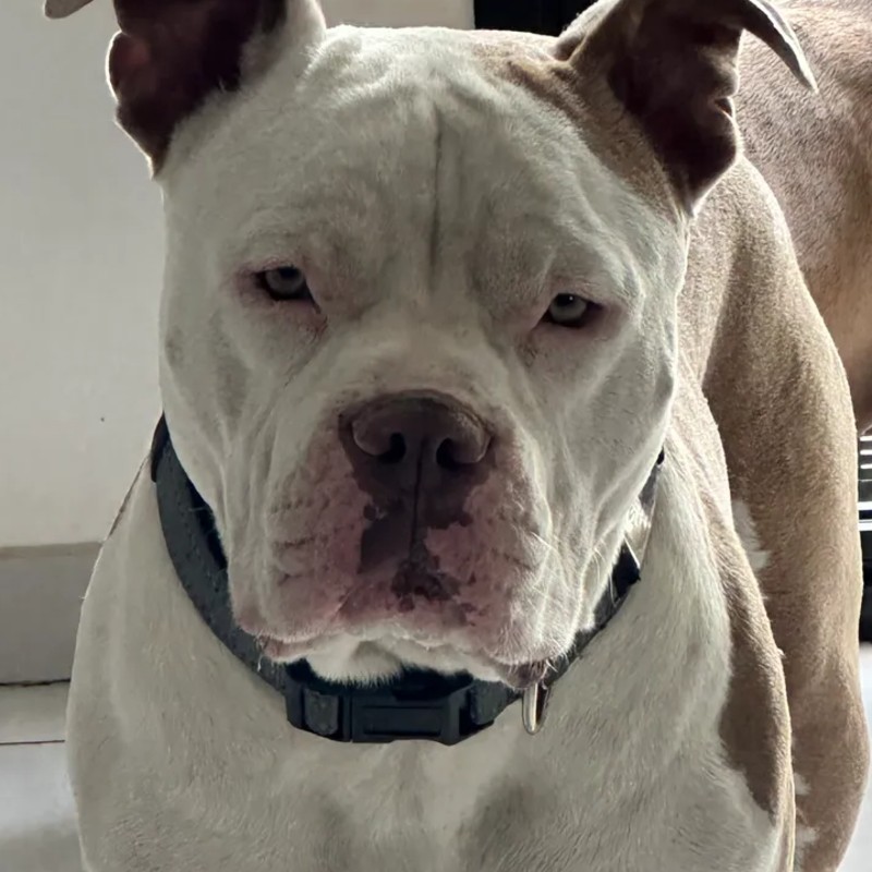 Simba  - American Bully