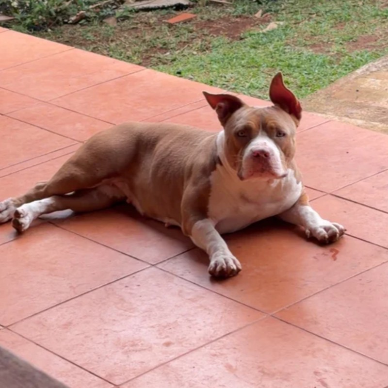 French West Indies Bully 32 Believe  - American Bully