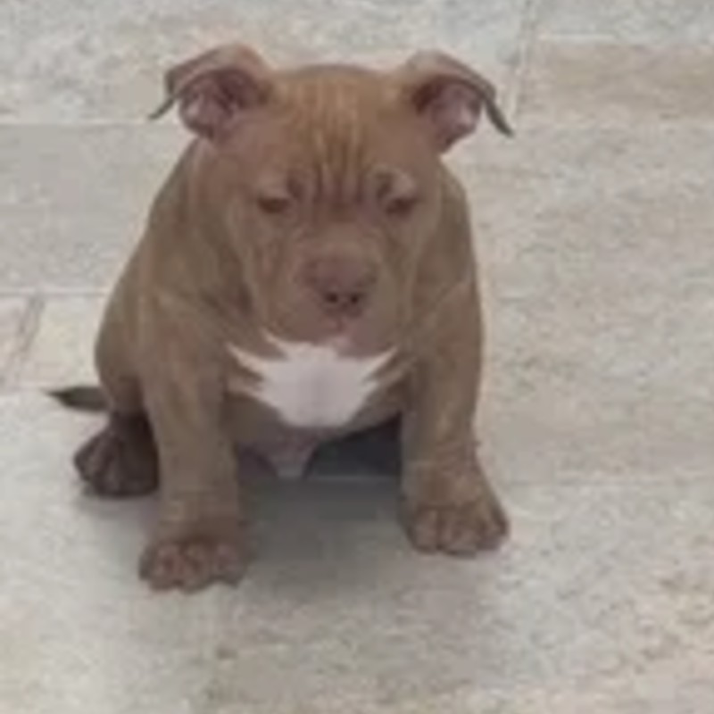 Bayko - American Bully