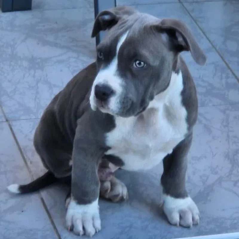 Shadow - American Bully