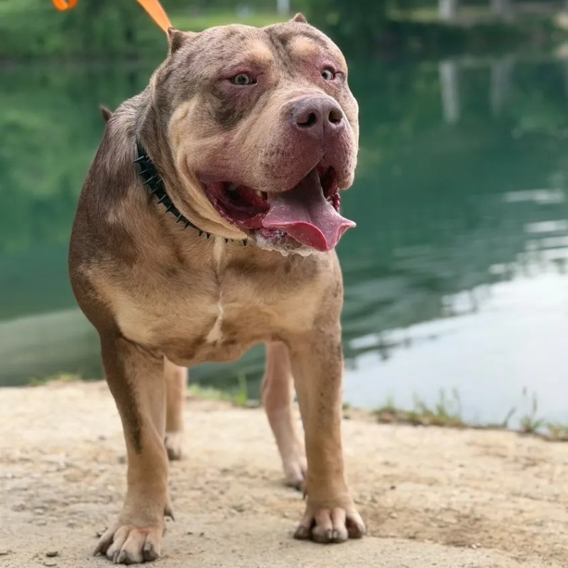 Aston Lords Of Shinsekai - American Bully