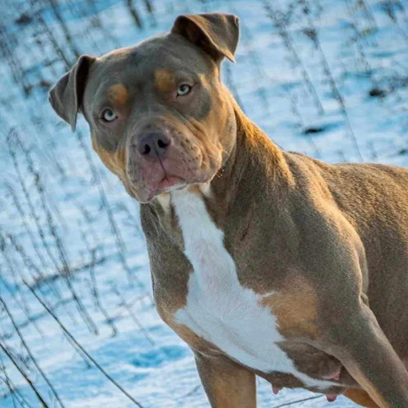 Shelby - American Bully