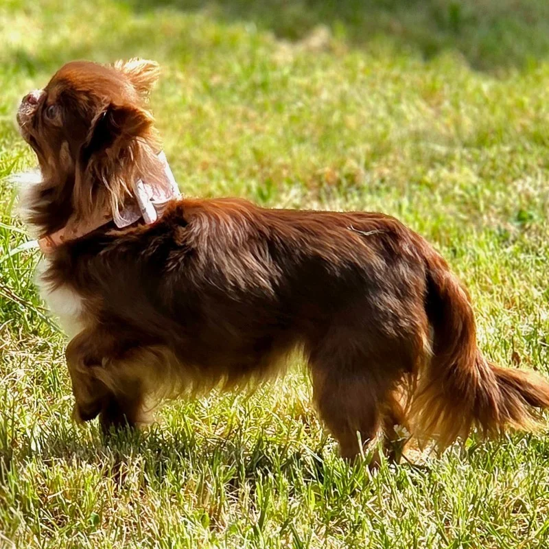 Ashanti Diamond of Mila (Poils Long) - Chihuahua