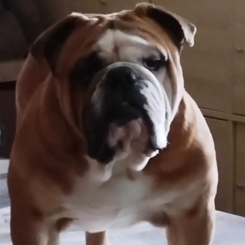 Shemar du Temple de Kwantung - New English Bulldog