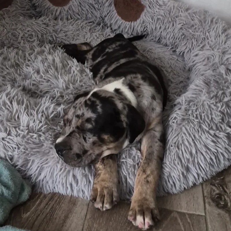 EARL de Lochy Apollo - American Bully