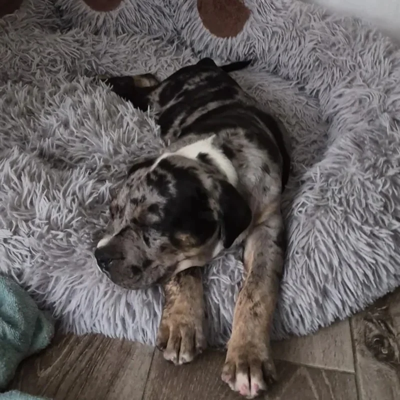 EARL de Lochy Apollo - American Bully