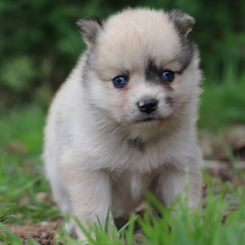 Baïa De La Butte de Goliath (F2B) - Pomsky