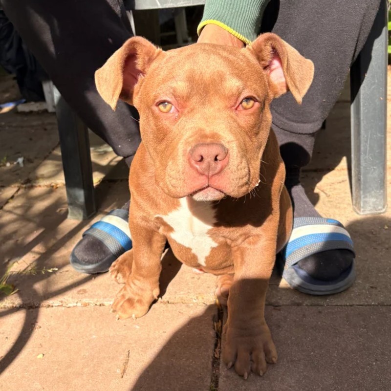 Baloo - American Bully