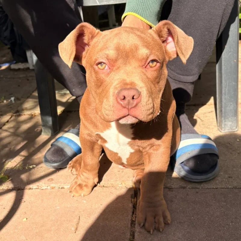 Baloo - American Bully