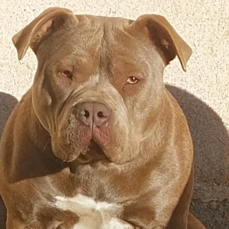 Vita - American Bully