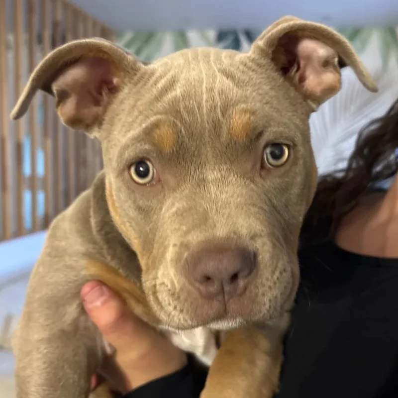 Blue  - American Bully