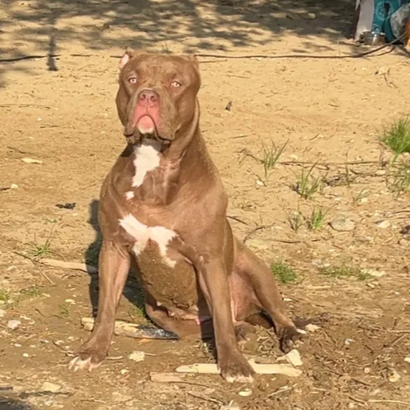 Bully With Queen Athena - American Bully