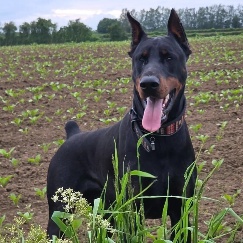 Vuyo - Doberman