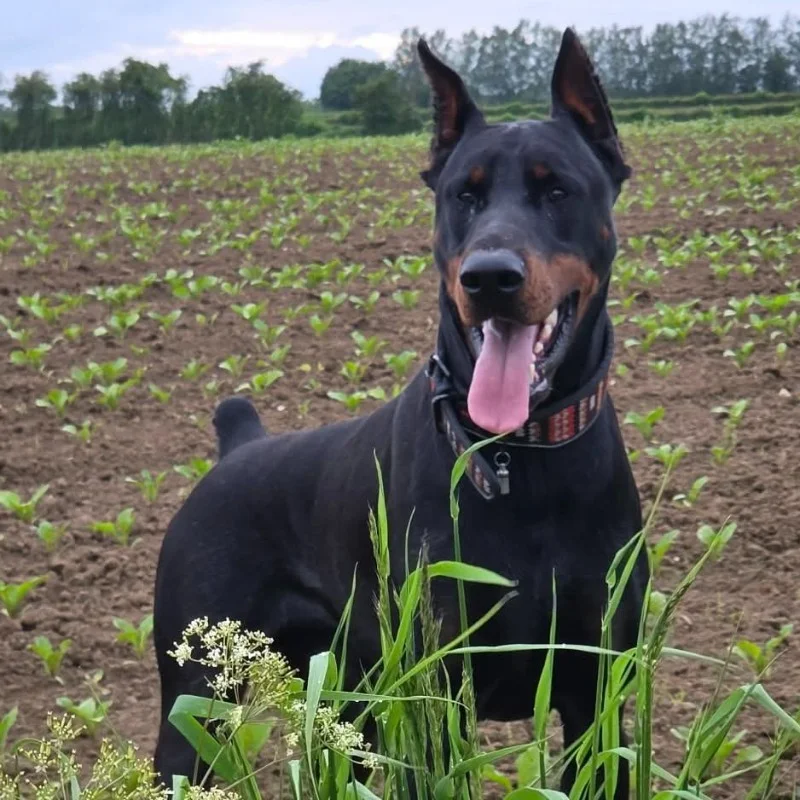 Vuyo - Doberman