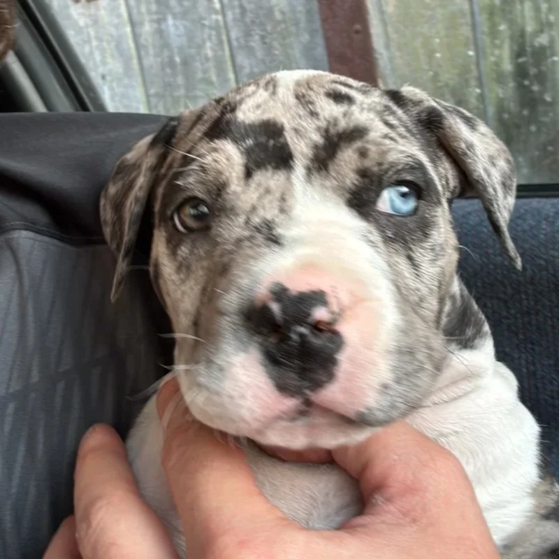 EARL de Lochy Bully - American Bully