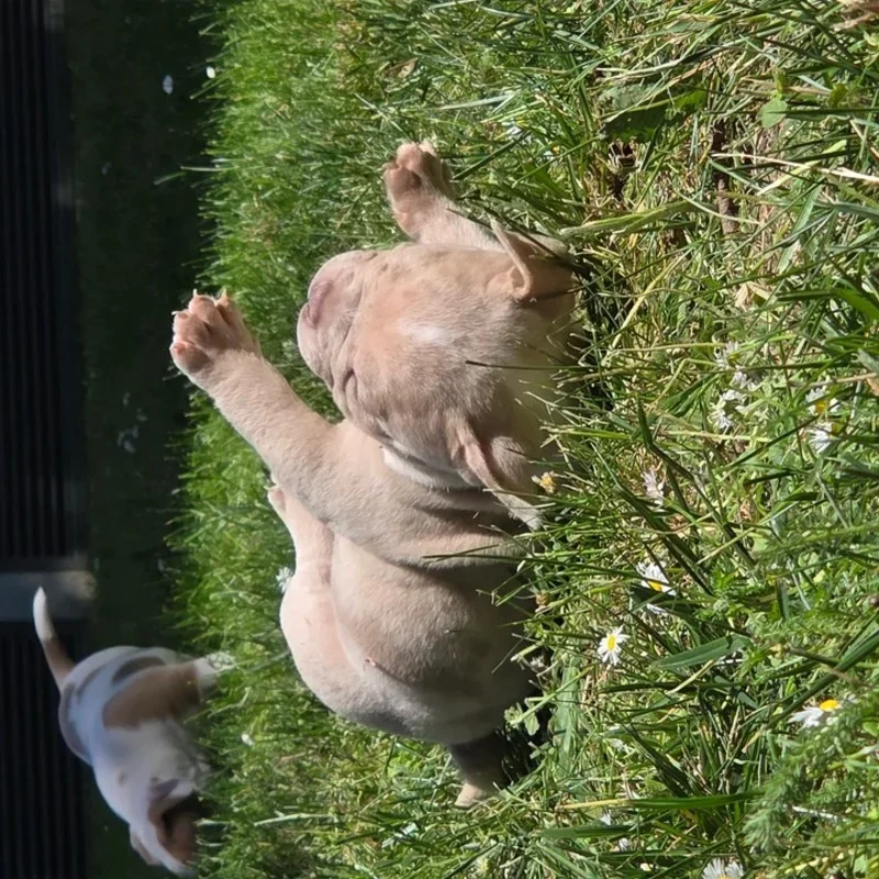 Freya - American Bully