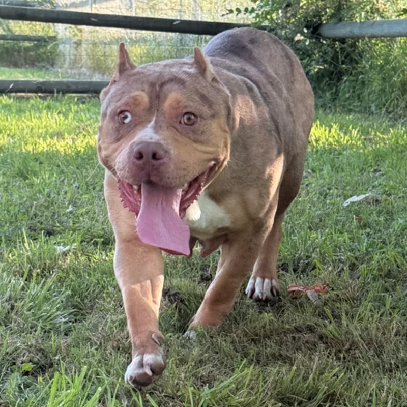 LM2Z  Alma - American Bully