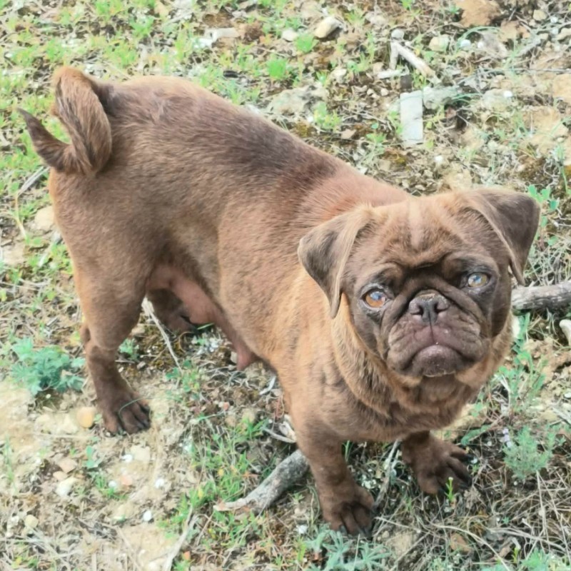 Velours des Mille et un Pug - Carlin