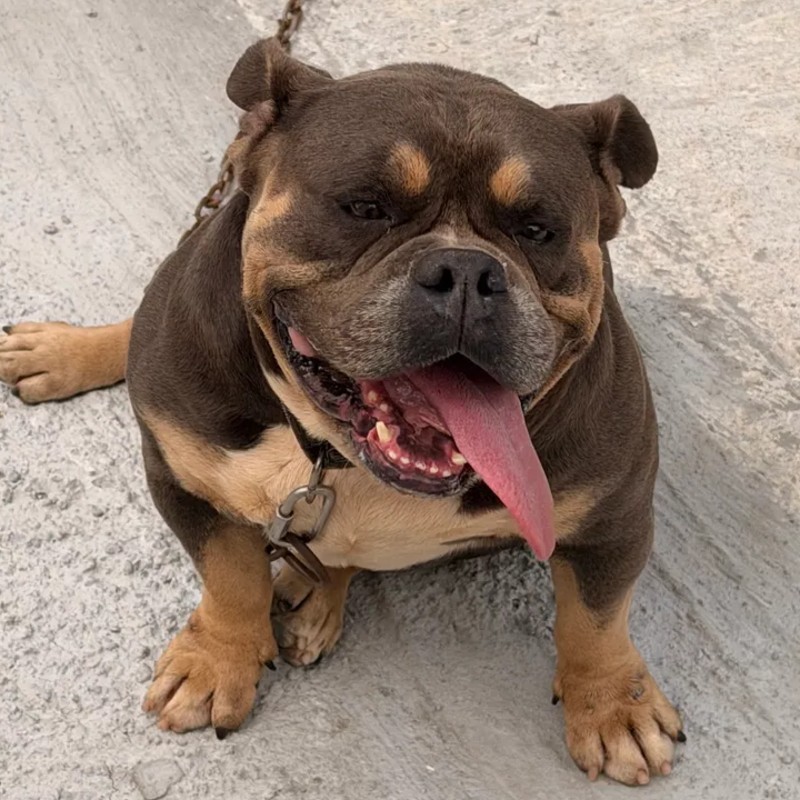 Kalash - American Bully