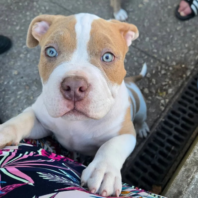 Boyka - American Bully