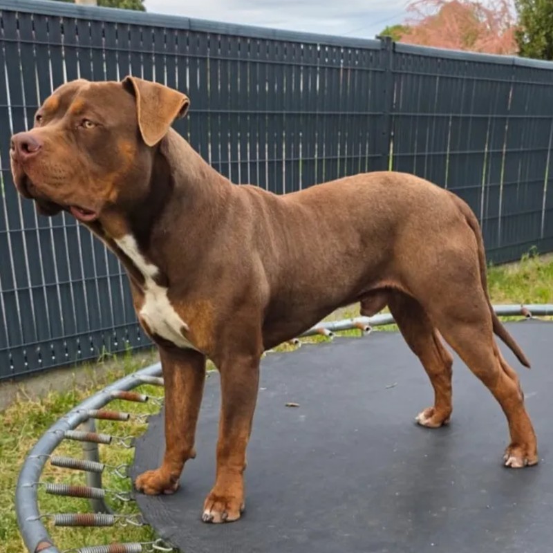 Bully Landes Hamtaro - American Bully