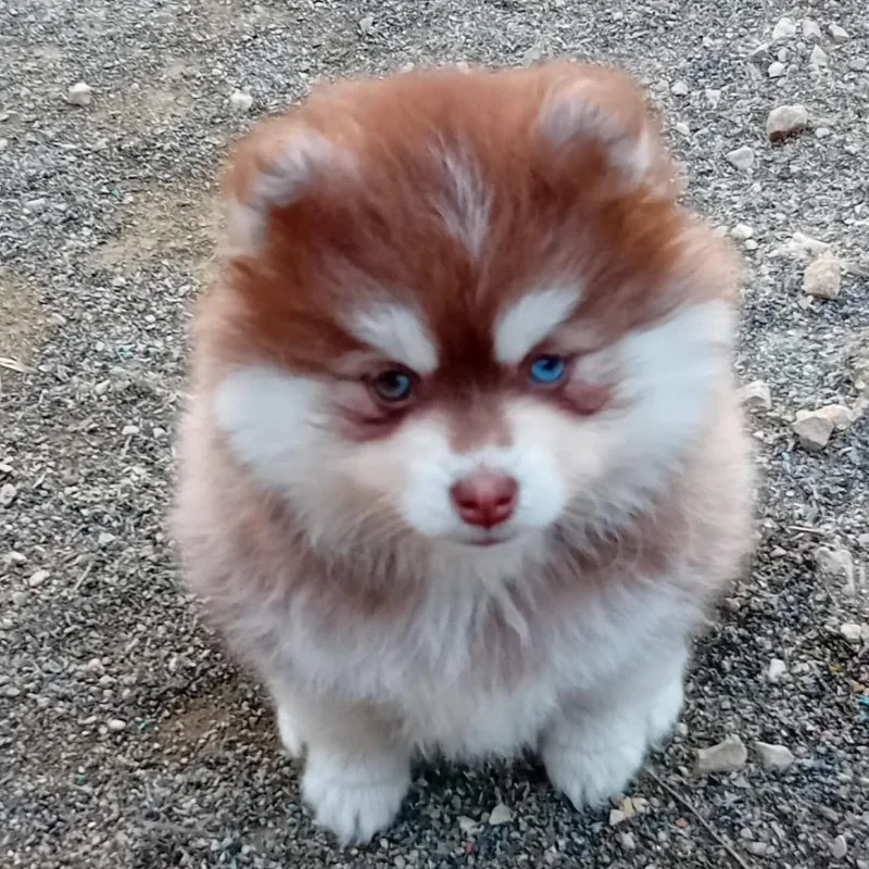 Brooklyne For Ever (F3) - Pomsky