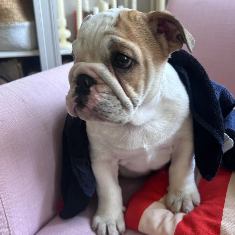 Barney De La Butte de Goliath - Bouledogue anglais