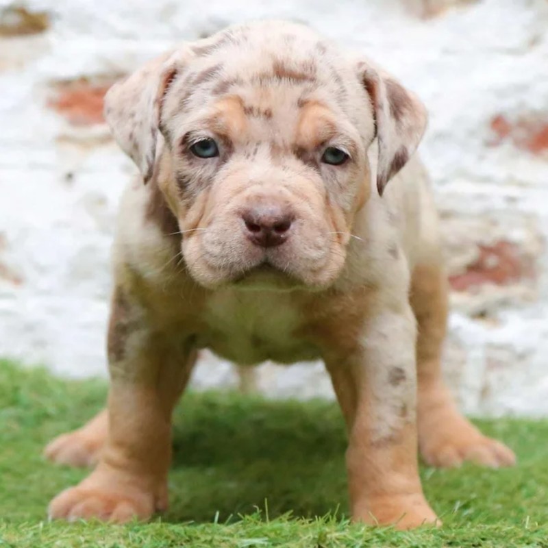 Hockey  - American Bully