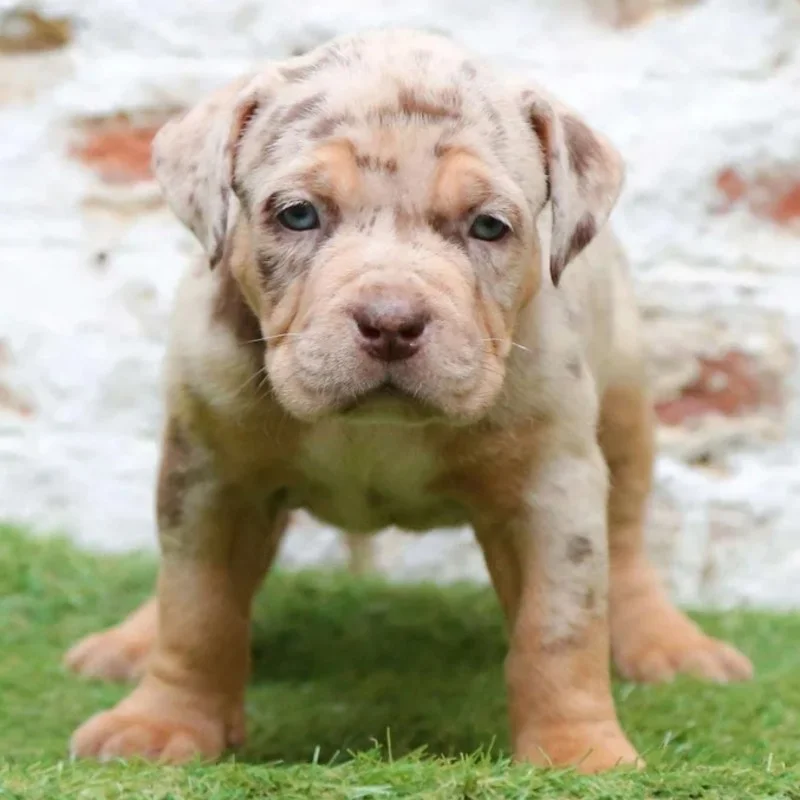 Hockey  - American Bully