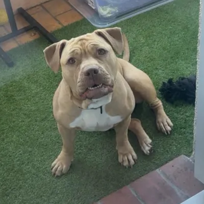 Cali  - American Bully