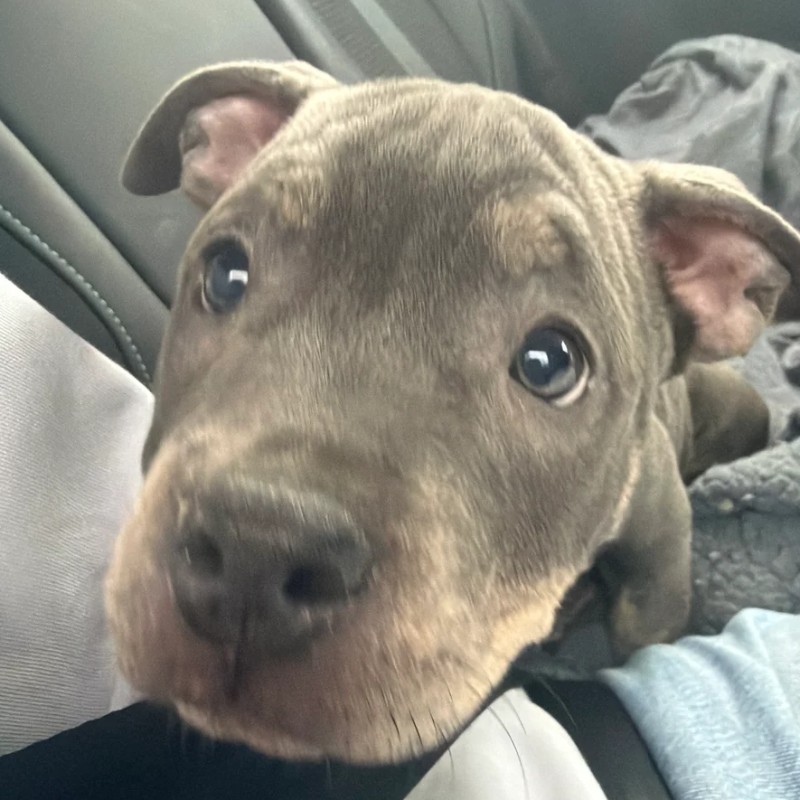 Bombaa Bully’s Zïa - American Bully