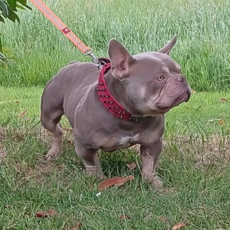 Ulysse - American Bully