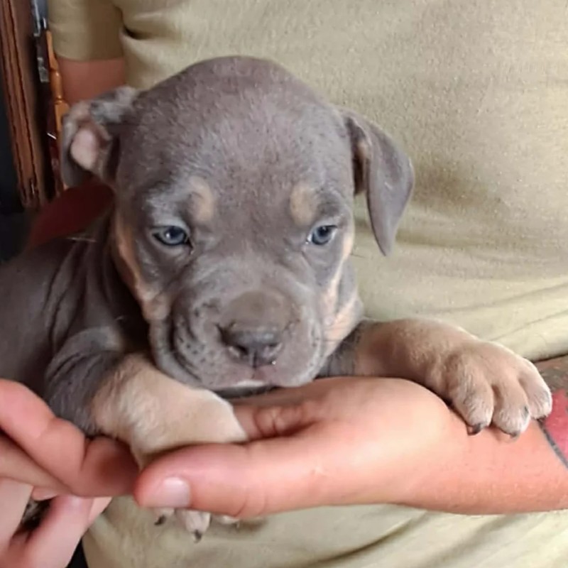 Bigbaglaviederoi Briseïs - American Bully