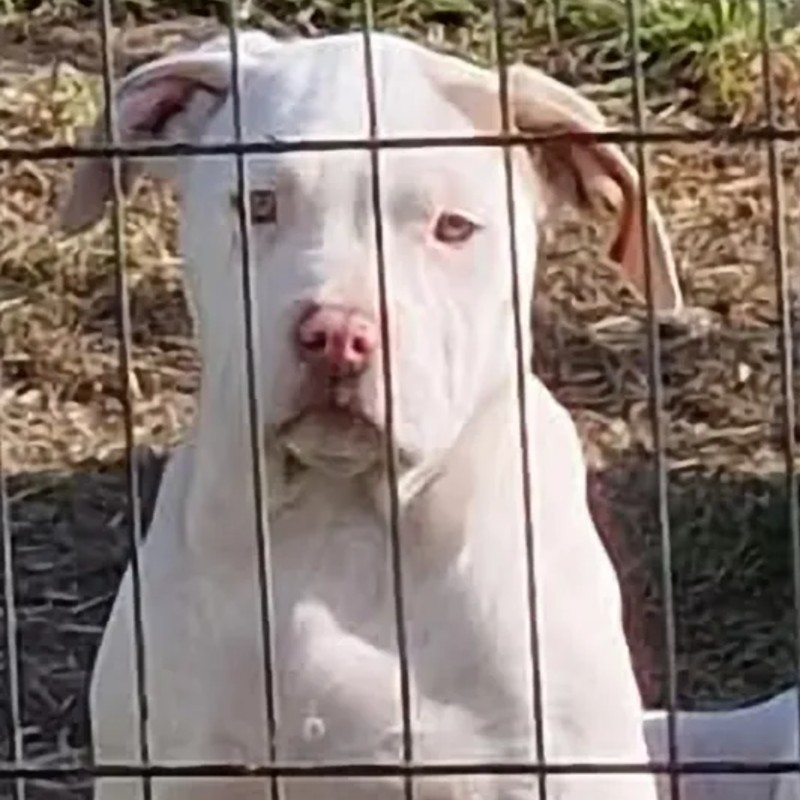 Dalia Bully 66 - American Bully