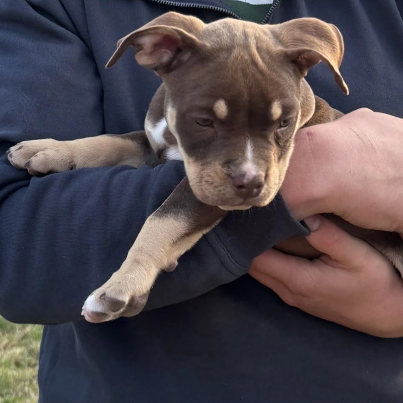 Baïa  - American Bully