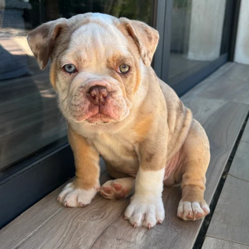 Sainte Rose du Christ Bunker - New English Bulldog