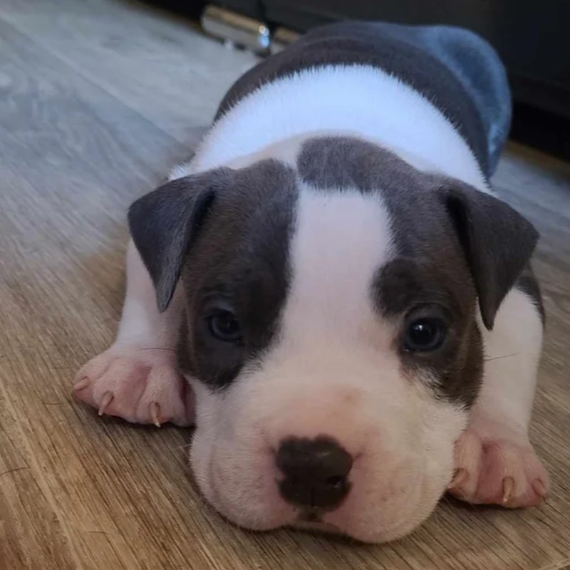 Thor - American Bully