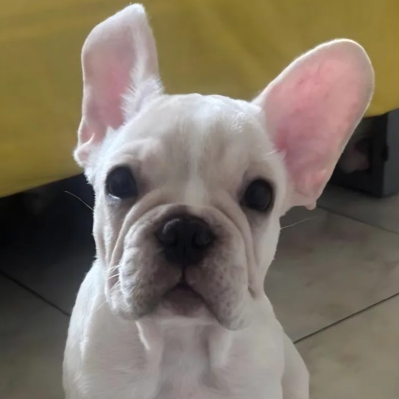 Boubou - Bouledogue français