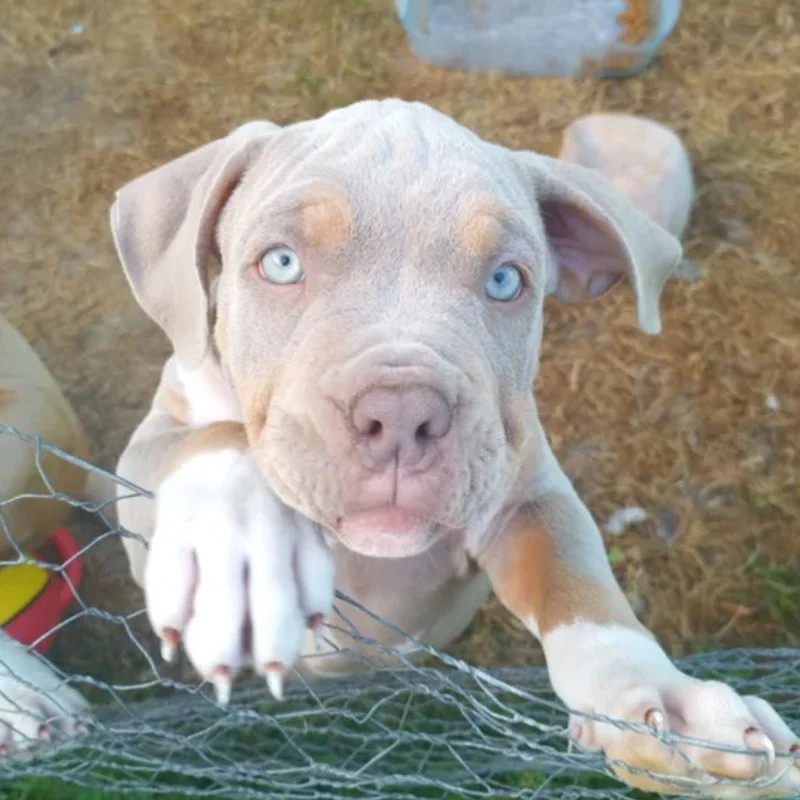 Balou - American Bully