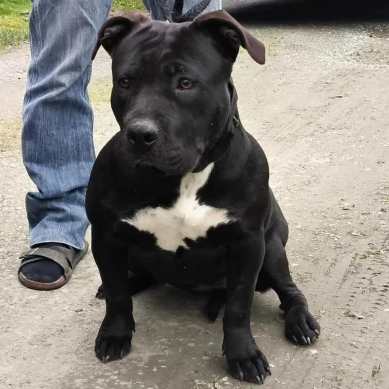 Tornade du Kentucky - American Bully
